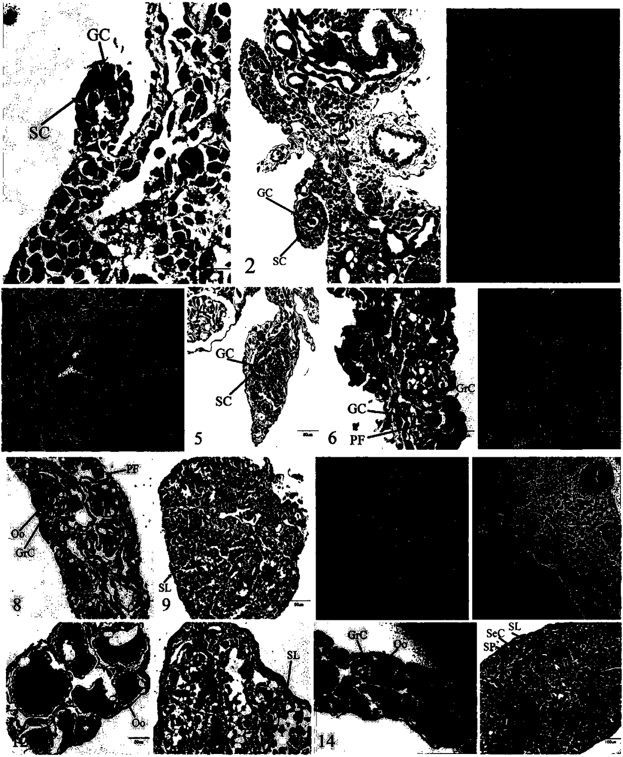 Method for inducing masculinization of andrias davidianus at high temperature