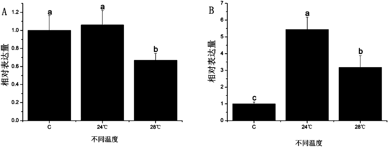 Method for inducing masculinization of andrias davidianus at high temperature