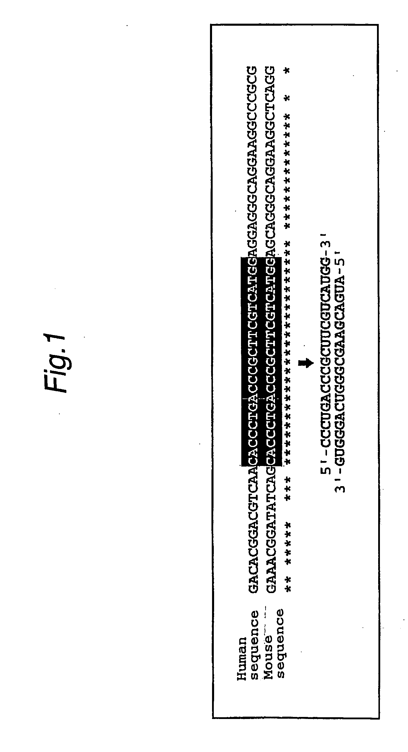 Method of detecting target base sequence of rna interference, method of designing polynucleotide base sequence causing rna interference, method of constructing double-stranded polynucleotide, method of regulating gene expression, base sequence processing apparatus, program for running base sequence processing method on comp