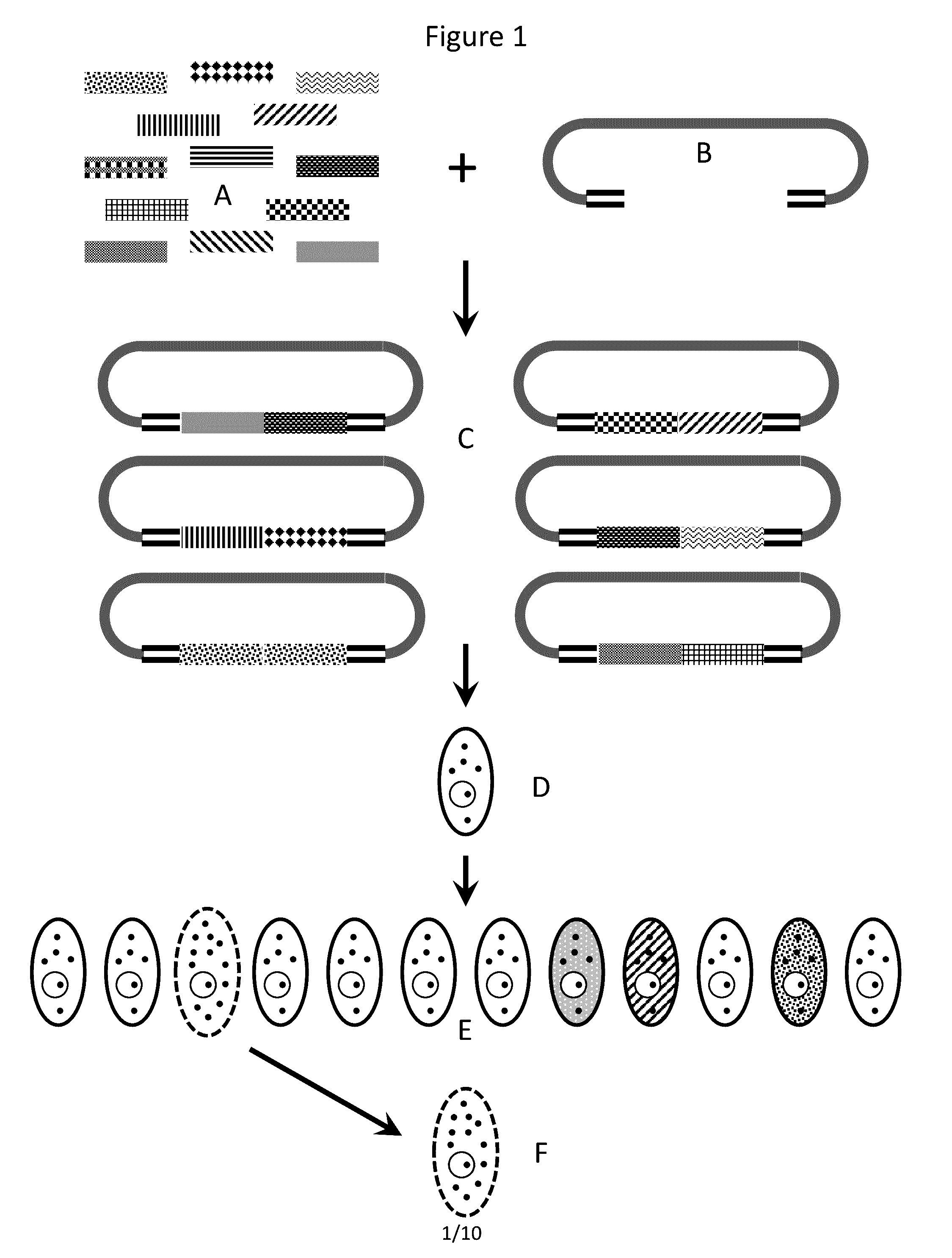 Methods and compositions for creating altered and improved cells and organisms