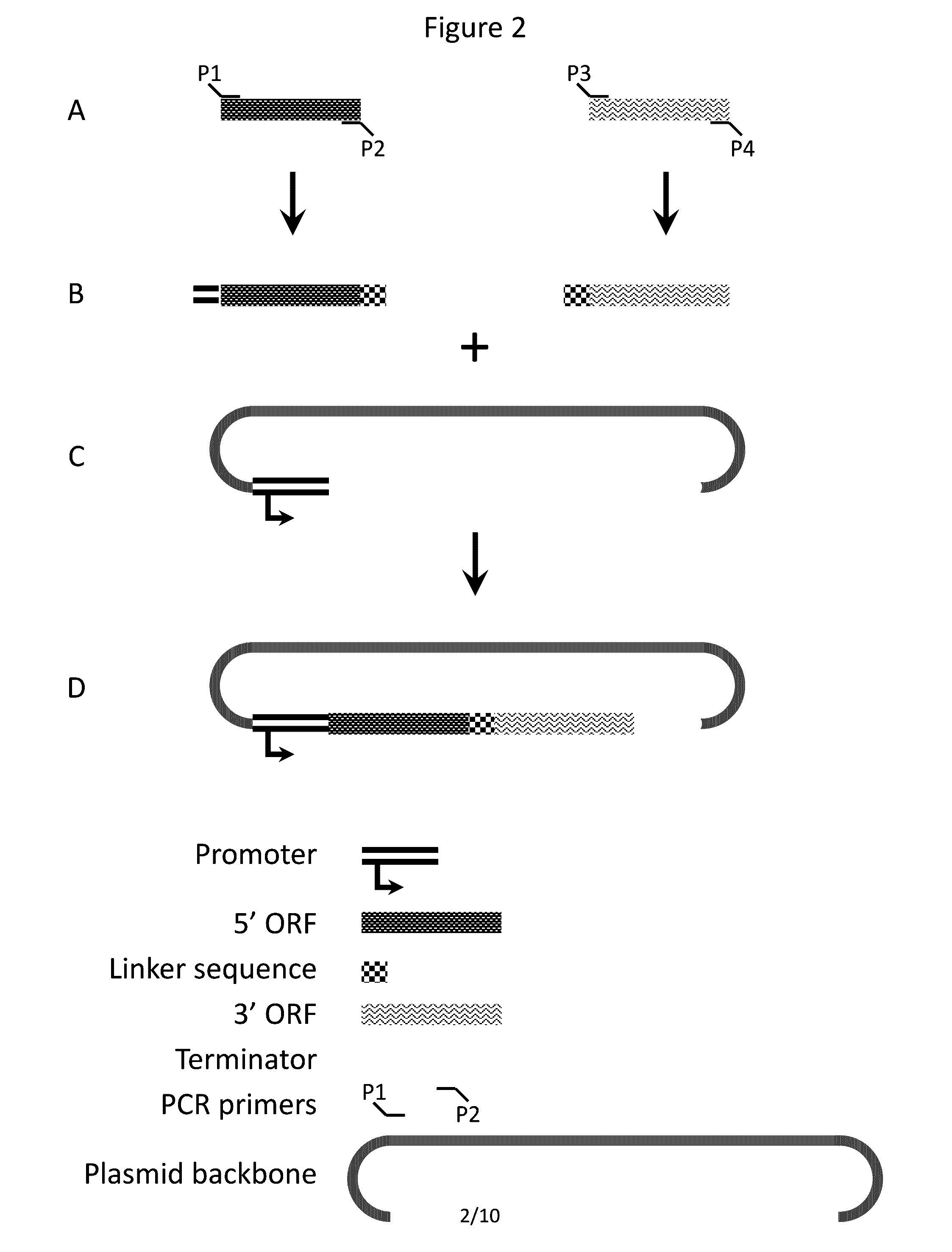 Methods and compositions for creating altered and improved cells and organisms