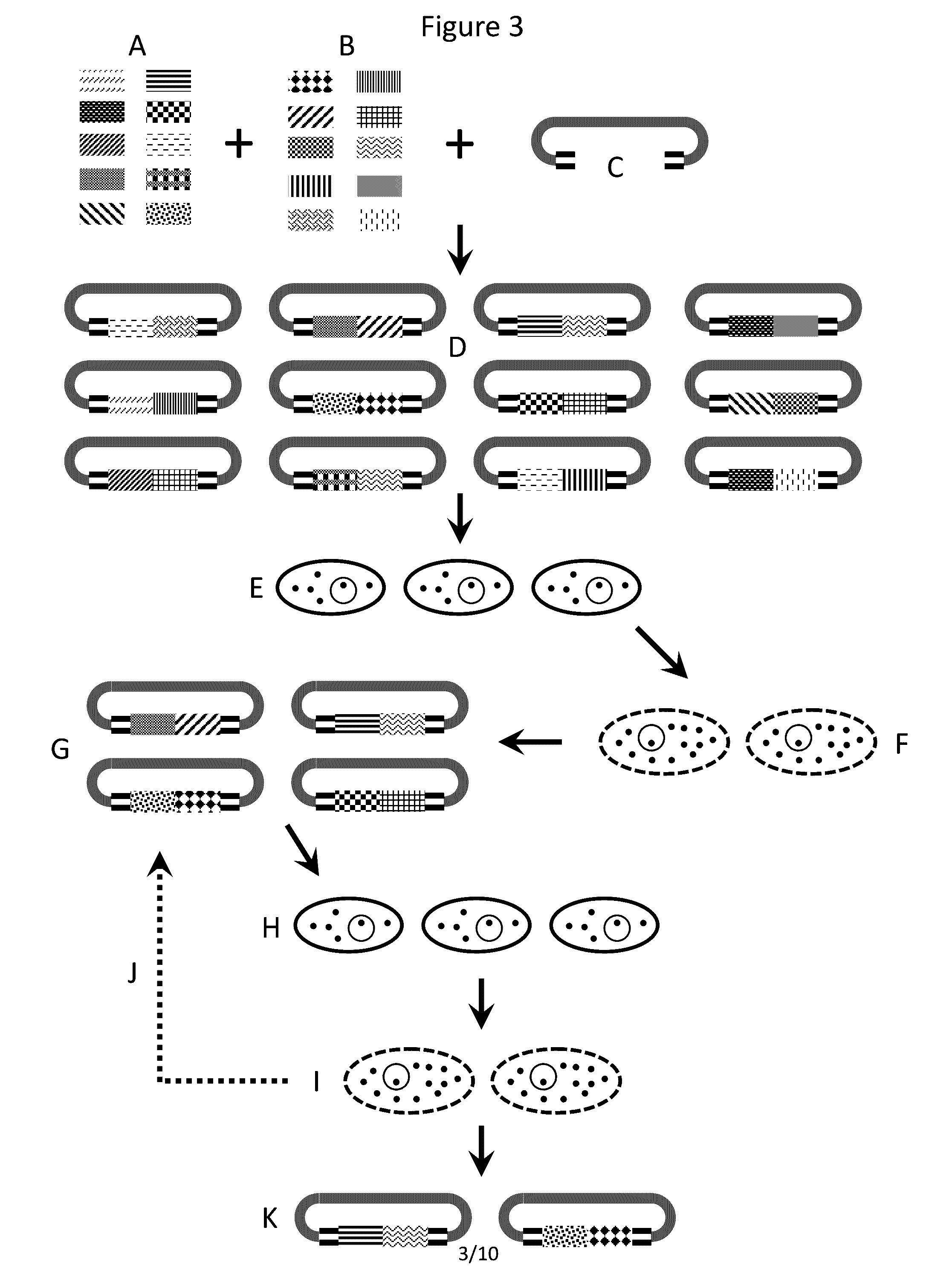 Methods and compositions for creating altered and improved cells and organisms