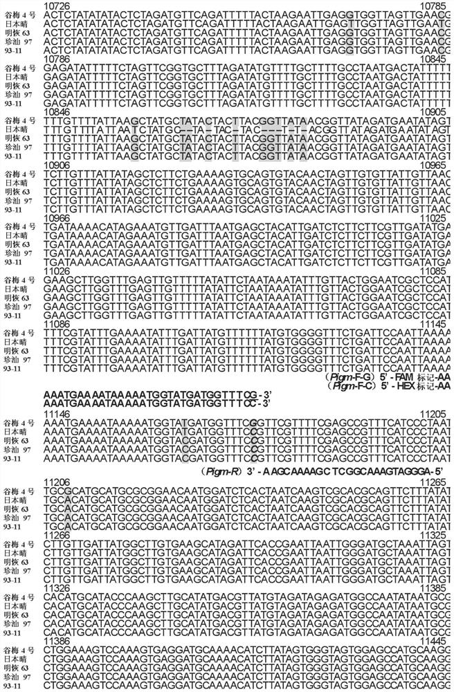 A kasp molecular marker method for identifying rice blast resistance gene pigm
