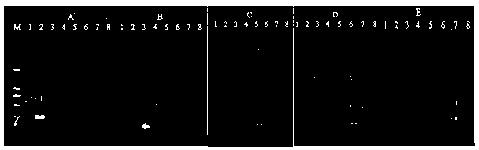 Composition for discriminating deer species through GeXP multiple PCR method, kit and method thereof