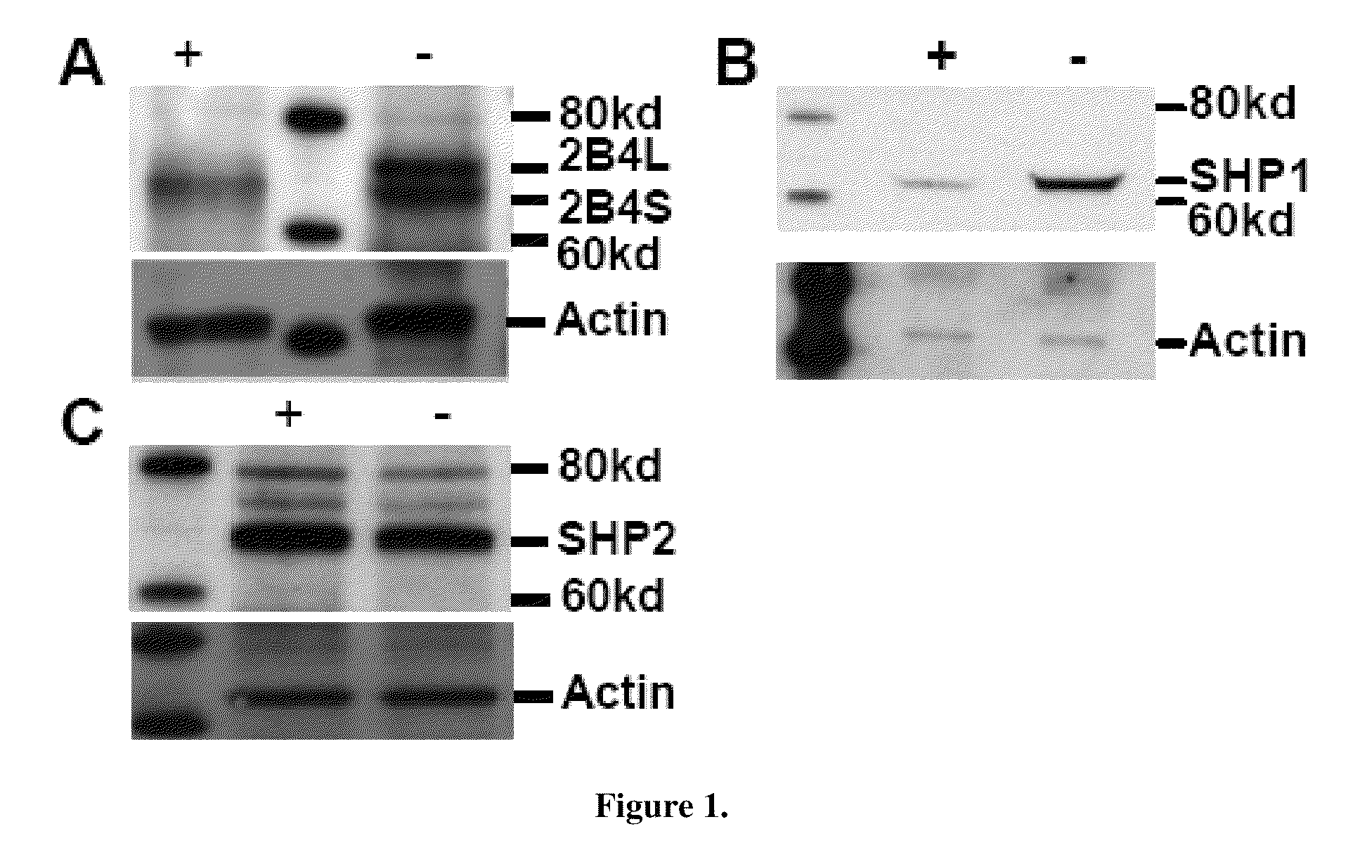 Method of activating NK cells