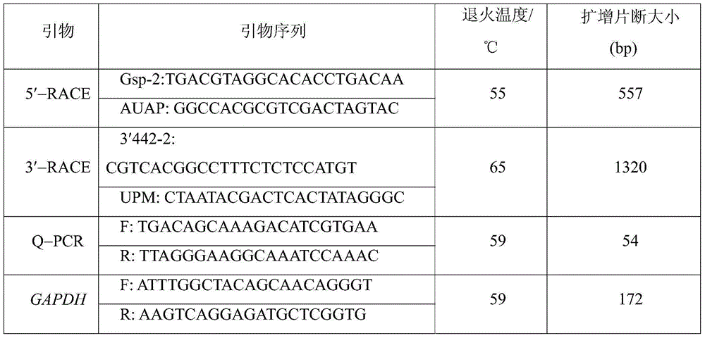 Molecular cloning and application of pig backfat thickness related SLC13A5 gene