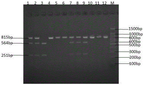 Molecular cloning and application of pig backfat thickness related SLC13A5 gene