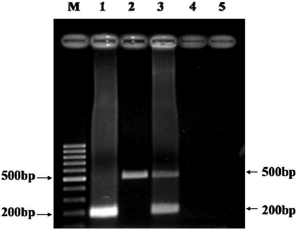 Goat pox virus/contagious pustular dermatitis virus multiplex PCR (polymerase chain reaction) detection primers