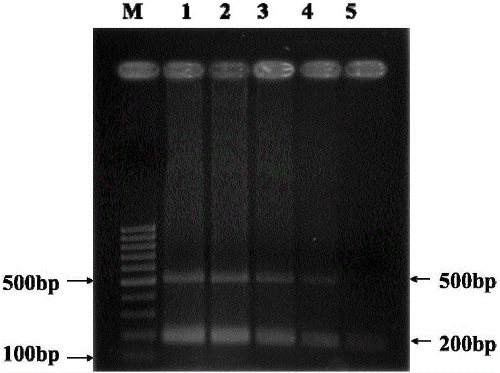 Goat pox virus/contagious pustular dermatitis virus multiplex PCR (polymerase chain reaction) detection primers