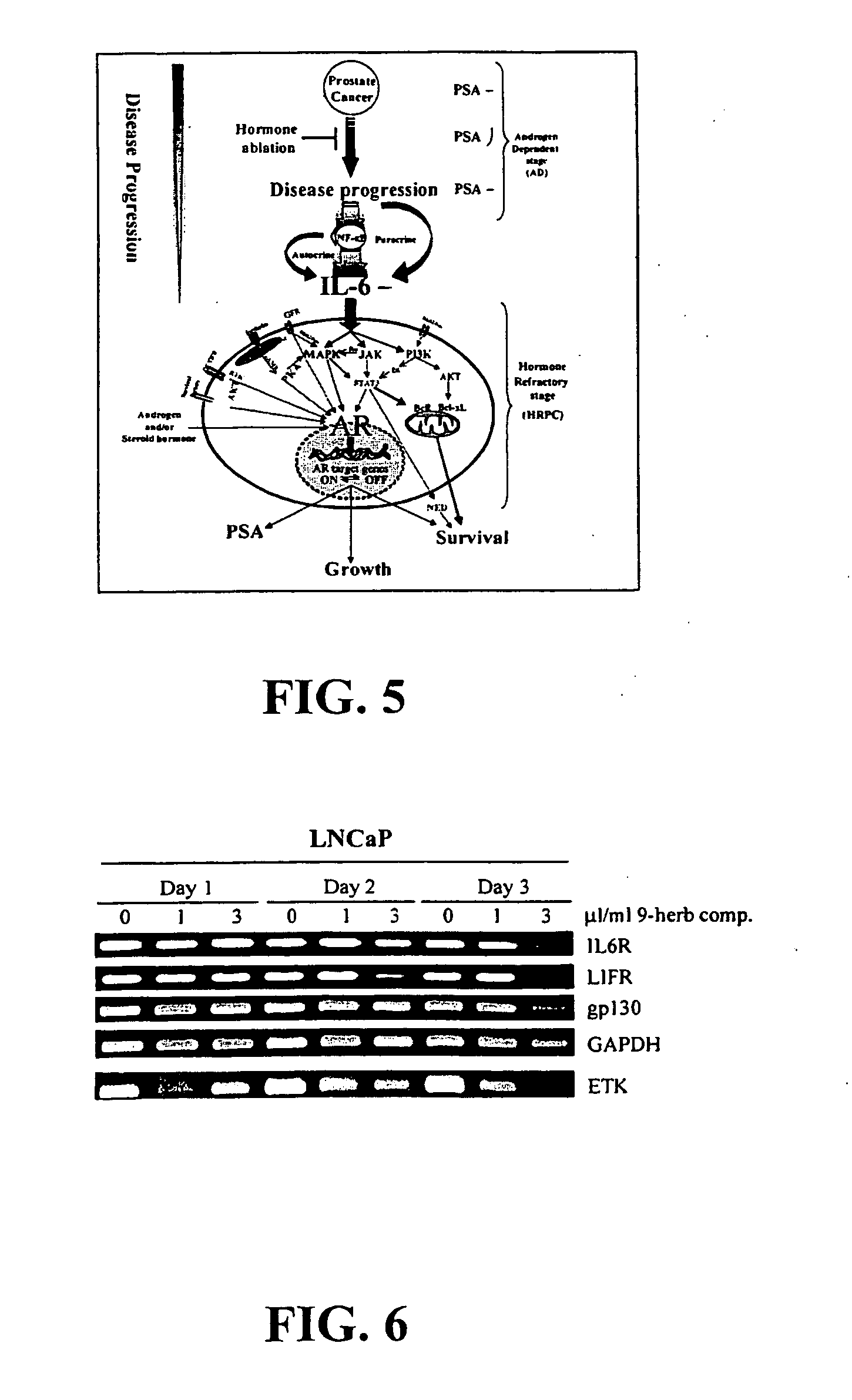 Compositions and methods for prostate and kidney health and disorders, an herbal preparation