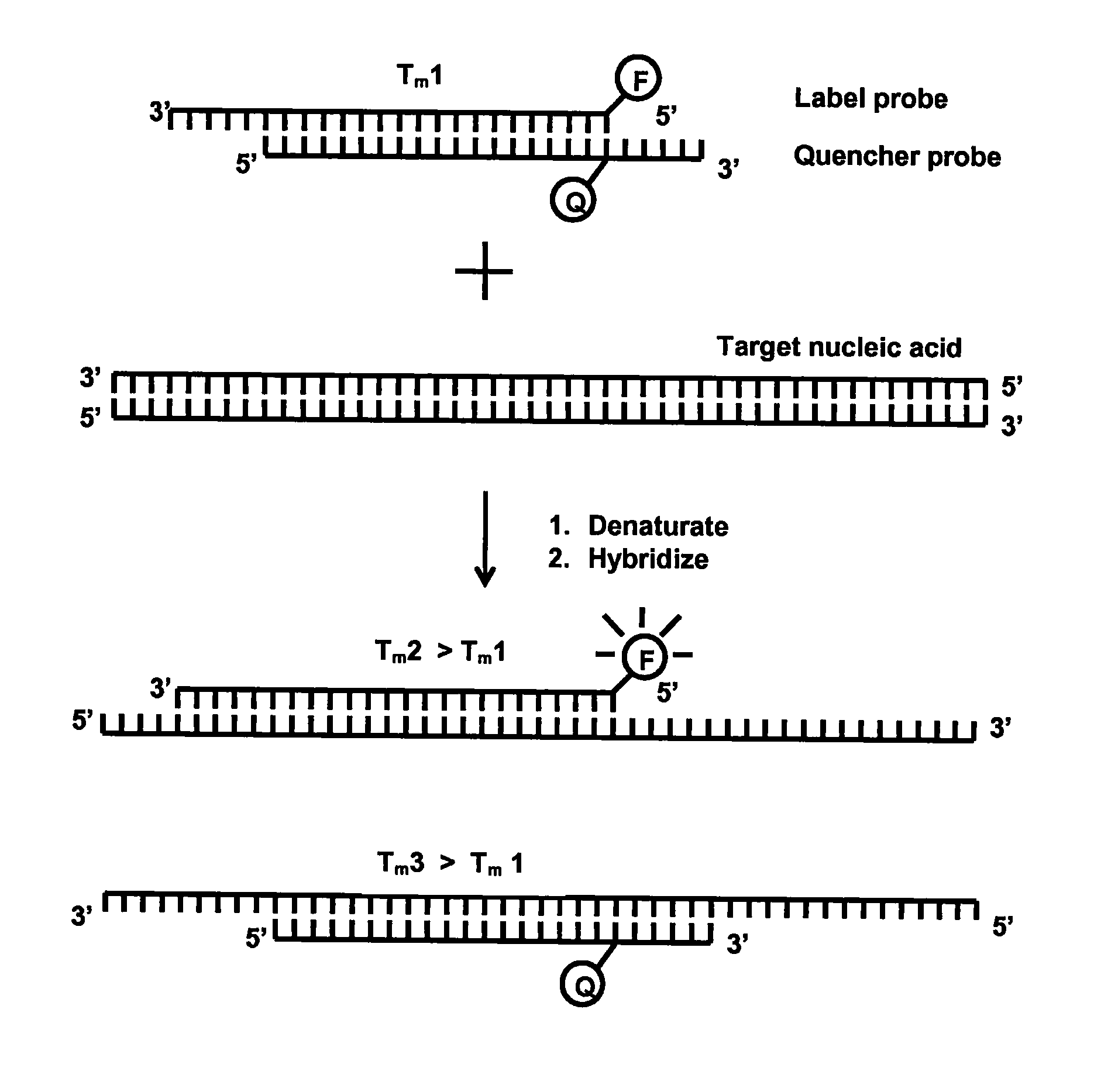 Method for detecting nucleic acids