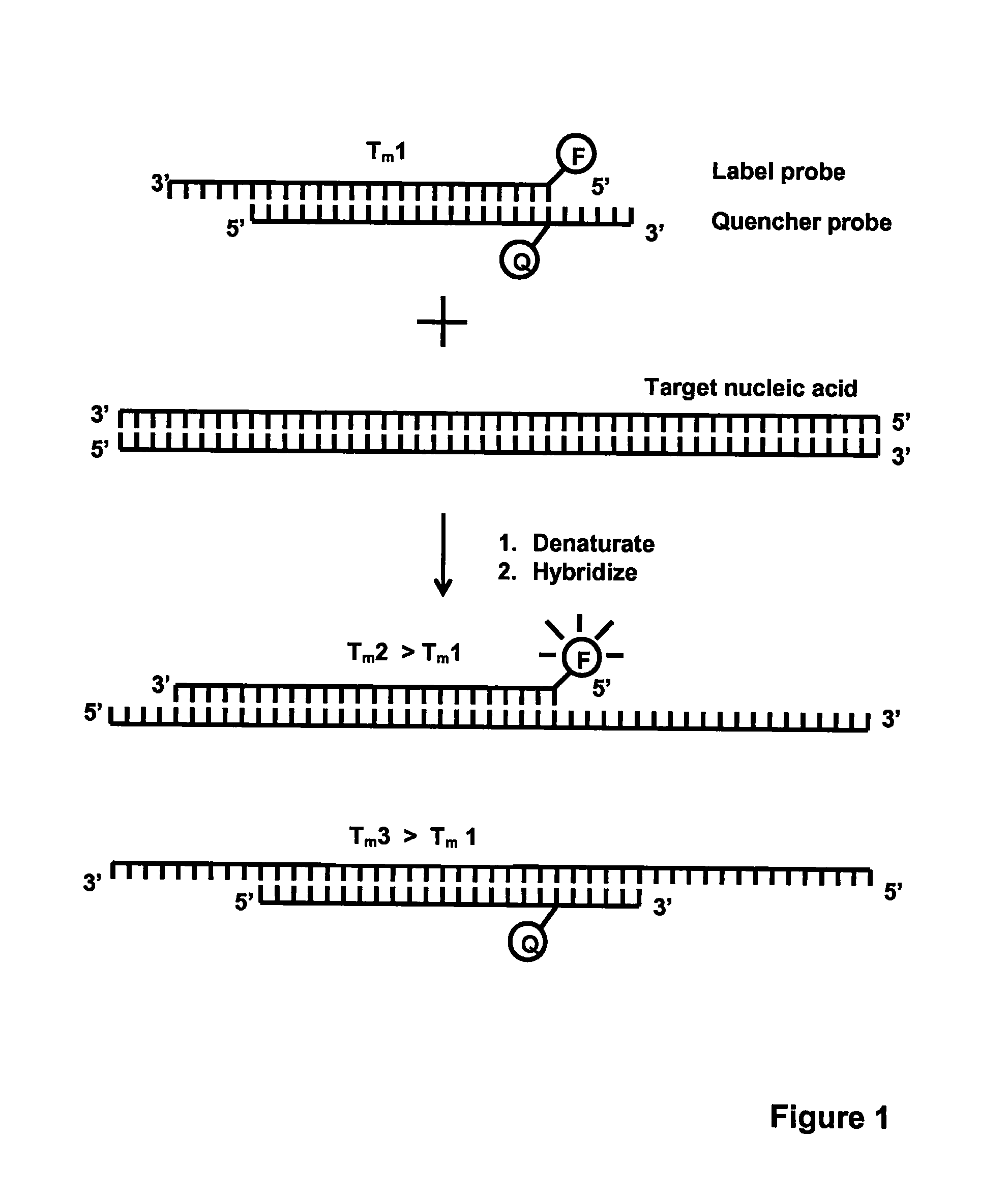 Method for detecting nucleic acids