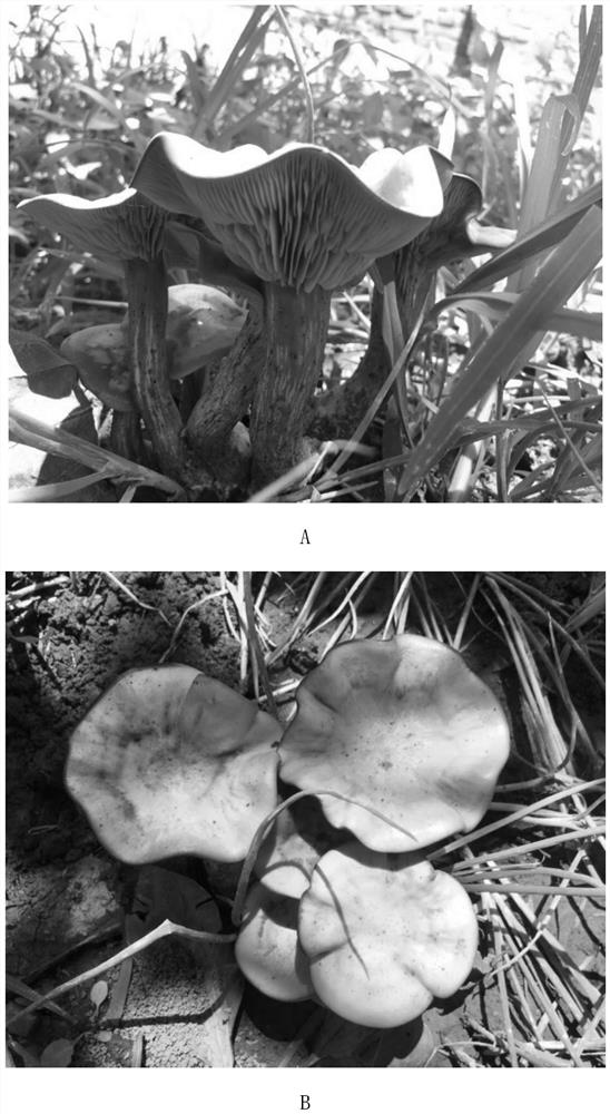 Lepista sordida strain and method for cultivating fruiting body by using liquid strain thereof