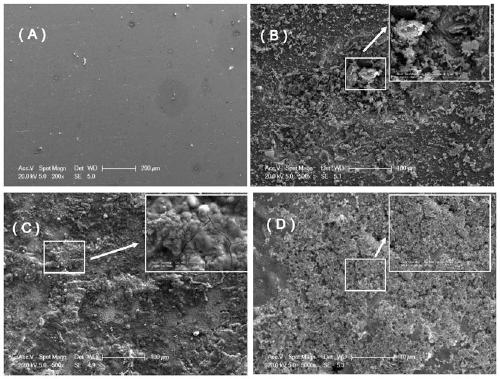 Surface treatment method for improving biological activity of medical degradable zinc alloy