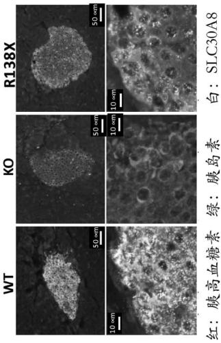 Non-human animals comprising slc30a8 mutation and methods of use