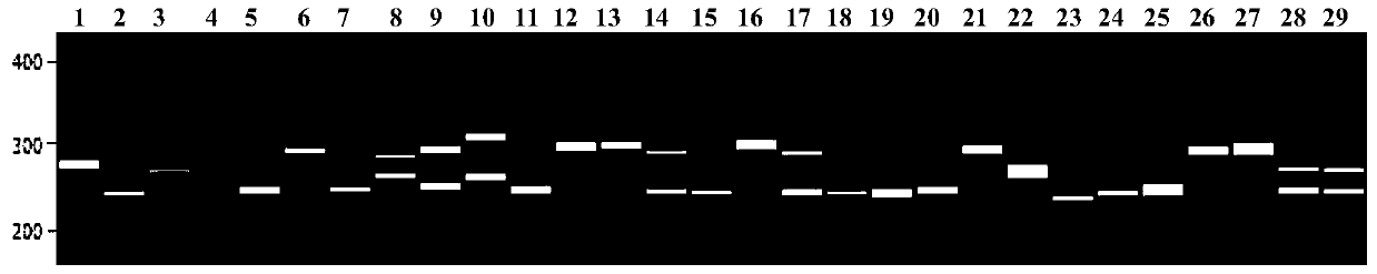 SSR primer set based on solanum melongena transcriptome sequencing data development, and application of SSR primer set