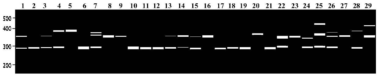 SSR primer set based on solanum melongena transcriptome sequencing data development, and application of SSR primer set