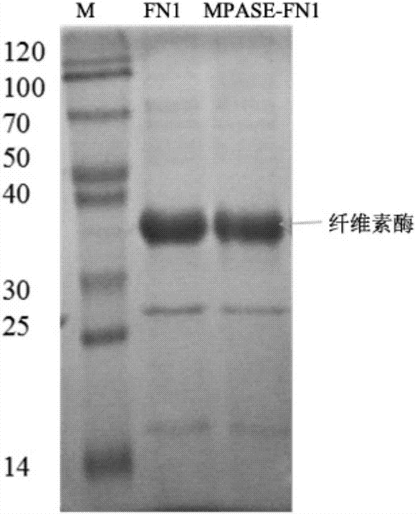 Trichoderma reesei strain for producing cellulase, and applications thereof
