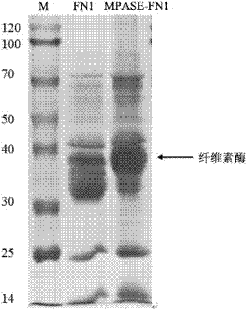 Trichoderma reesei strain for producing cellulase, and applications thereof