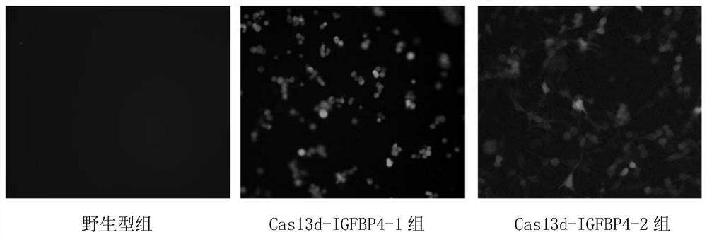 CRISPR-Cas13d system for promoting CHO cell suspension and recombinant CHO cell