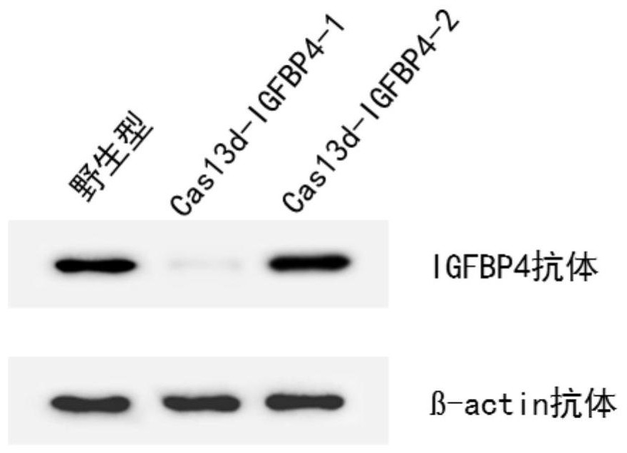 CRISPR-Cas13d system for promoting CHO cell suspension and recombinant CHO cell