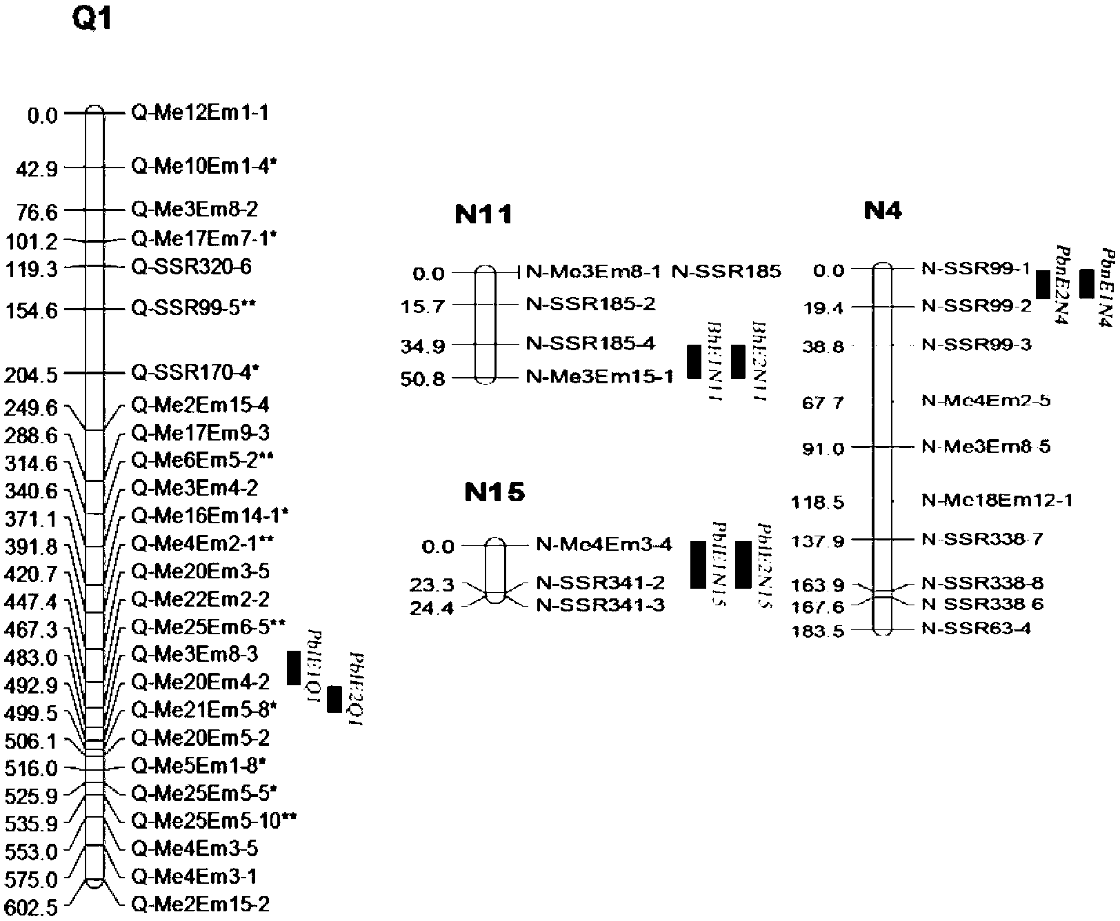 Chrysanthemum-branching-trait-related molecular marker acquisition method