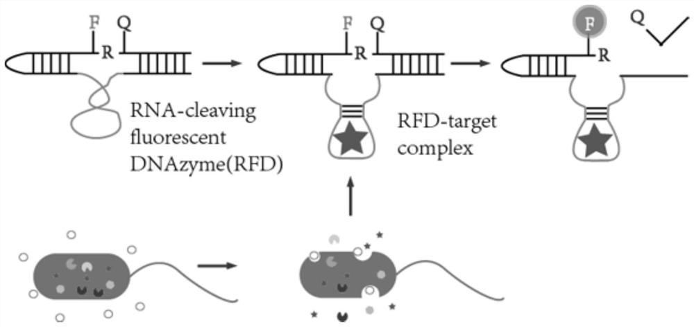 Application of deoxyribozyme probe in escherichia coli drug-resistant phenotype high-throughput sensing