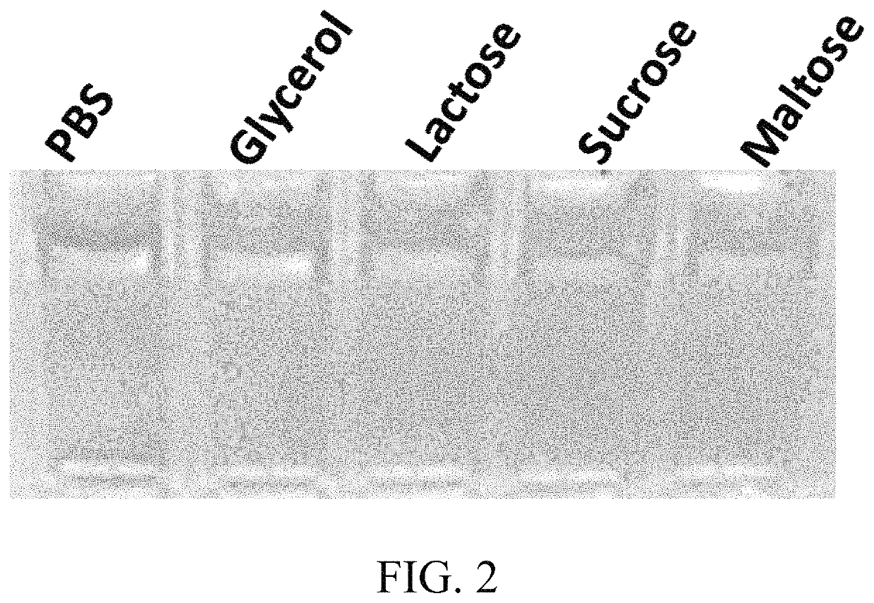 Compositions and methods for preventing, slowing, and reversing skin aging