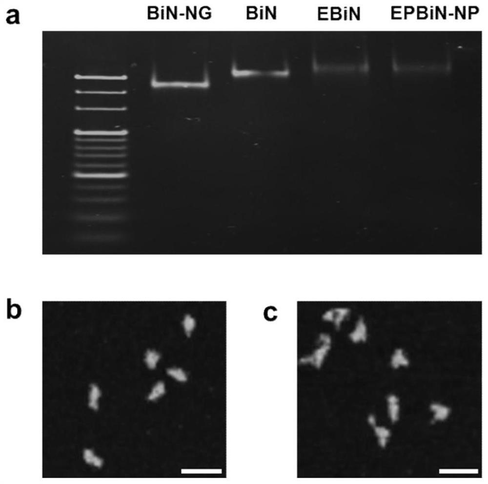 NMR-optical dual mode imaging biconical DNA nanoprobe and its preparation method and application