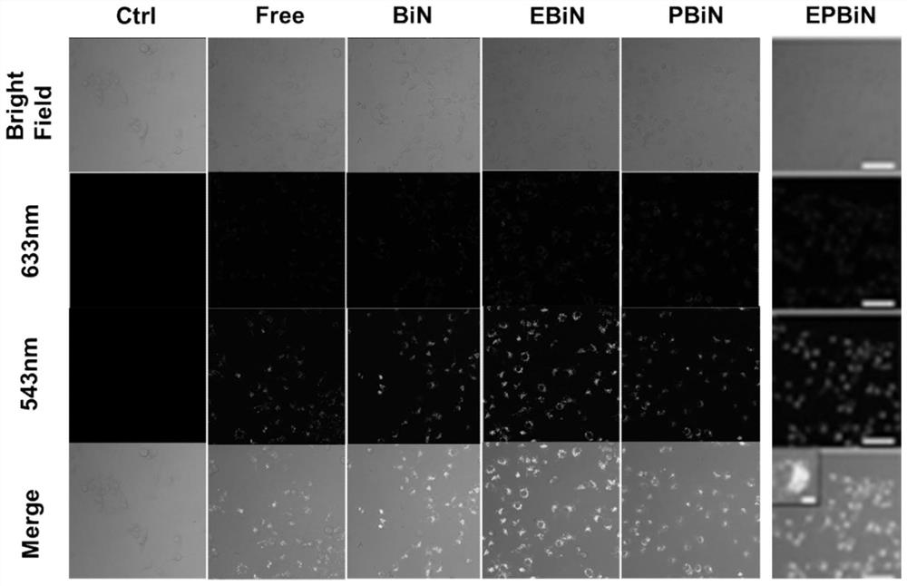 NMR-optical dual mode imaging biconical DNA nanoprobe and its preparation method and application