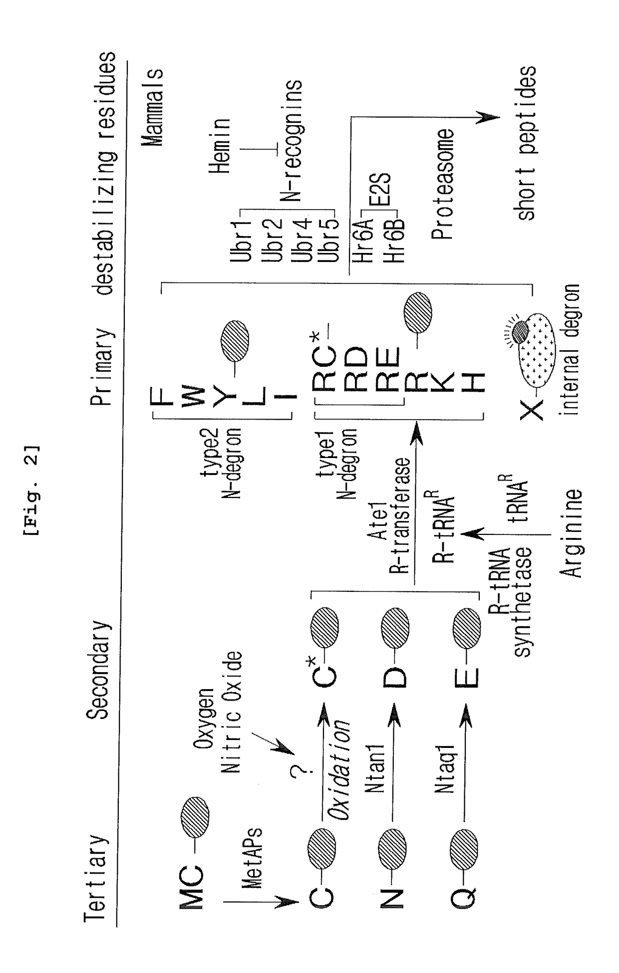 Prevention and Treatment of Neurodegenerative Diseases Through Autophagy Activity Mediated by A Synthetic Ligand or Arginylated BIP Binding to the P62 ZZ Domain