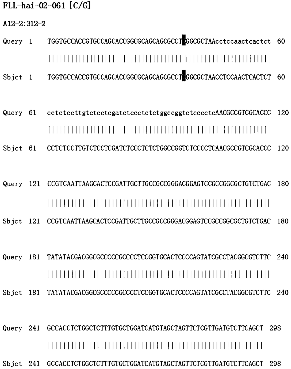SNP marker associated with foxtail millet flag leaf length characters and detection primers and application thereof