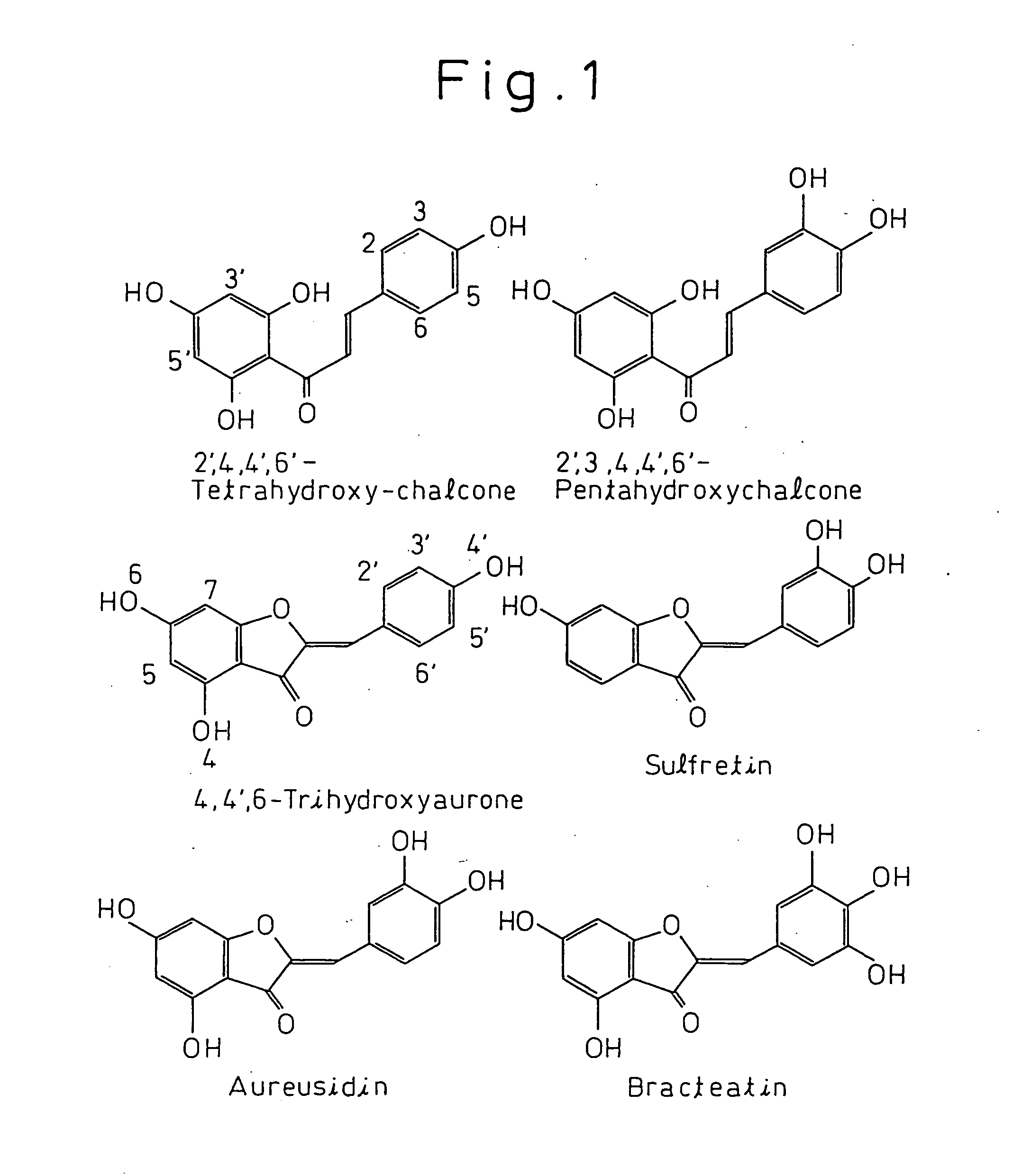 Gene encoding a protein having aurone synthesis activity