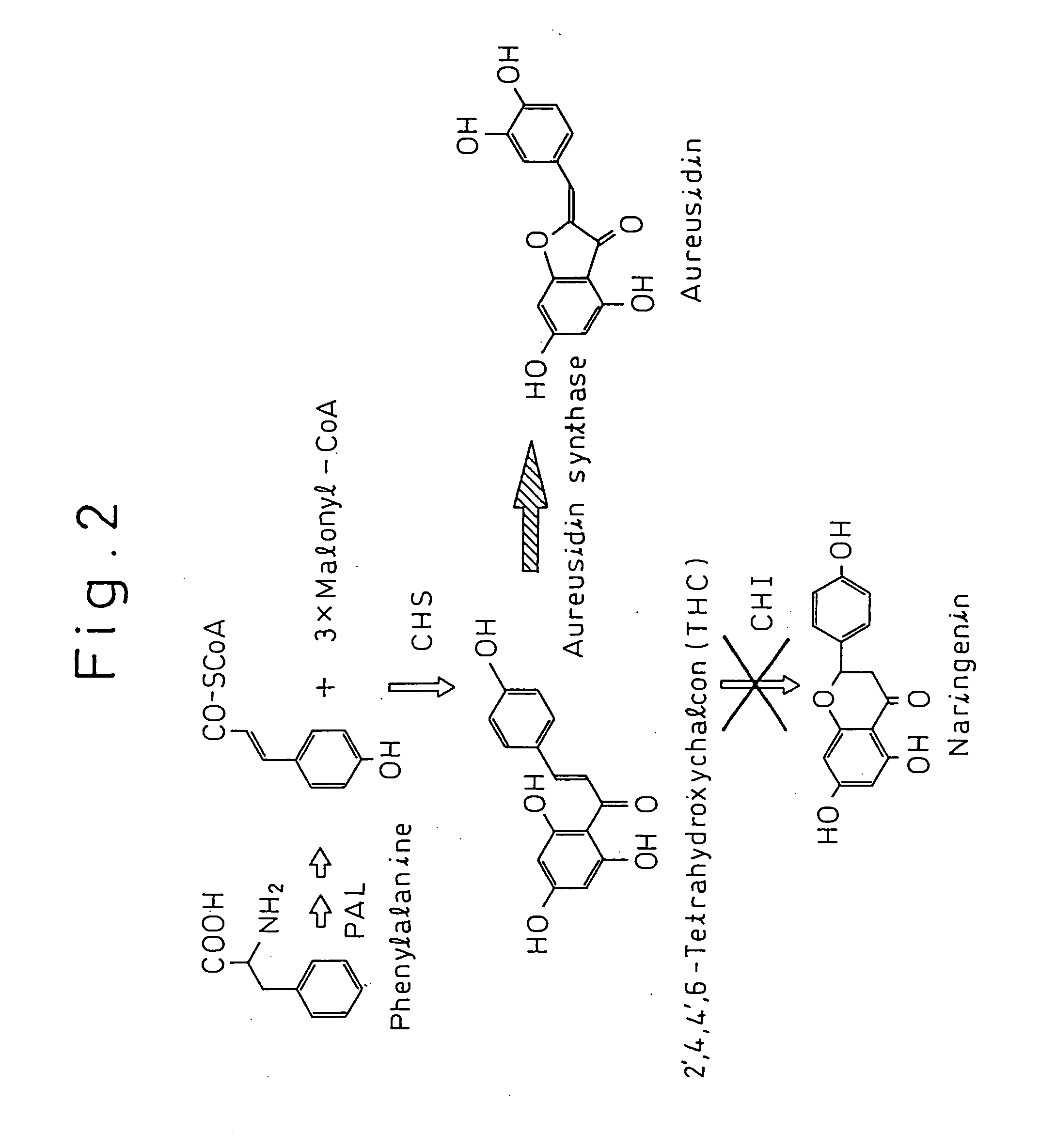 Gene encoding a protein having aurone synthesis activity