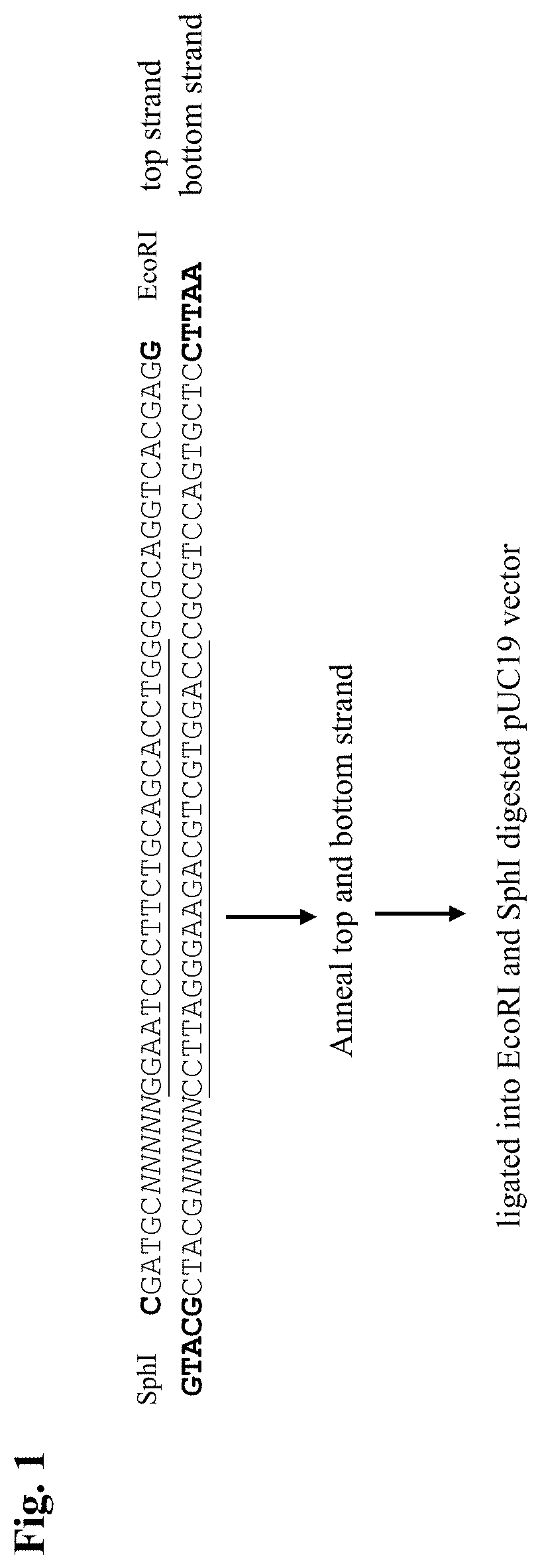 Variants of cas12a nucleases and methods of making and use thereof