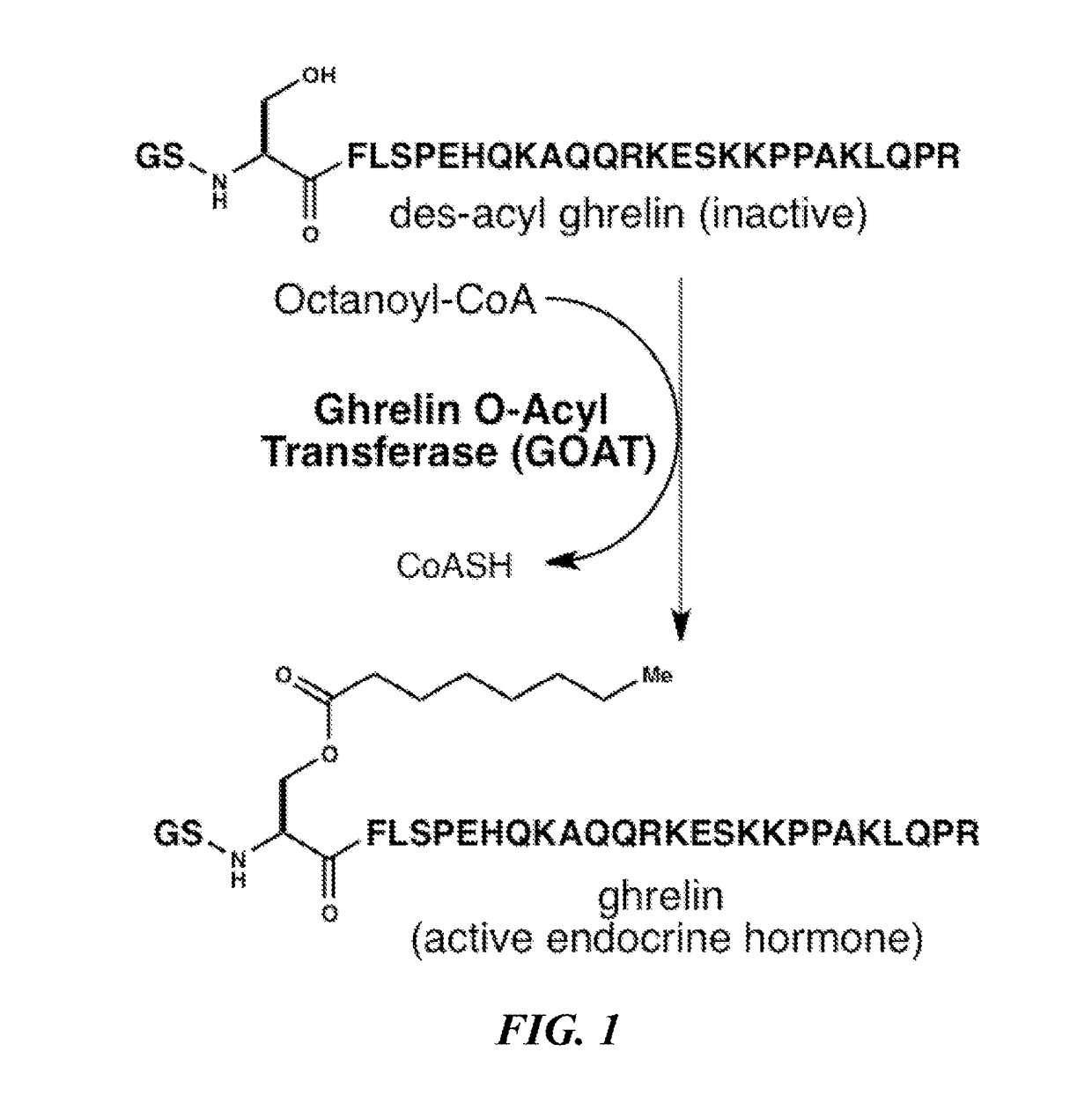 Small lipopeptidomimetic inhibitors of ghrelin o-acyl transferase