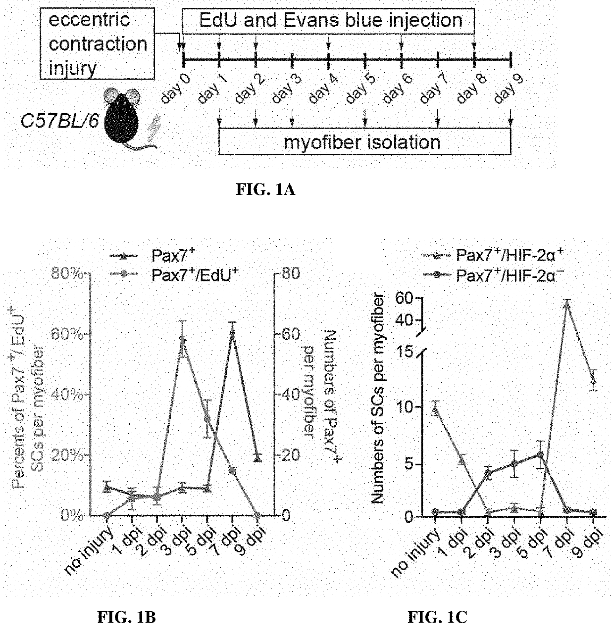 Compositions and methods of modulating hif-2a to improve muscle generation and repair