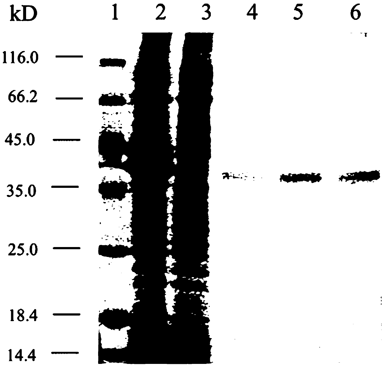 Mutant enzyme for synthesizing monoglucose diglyceride, and preparation method and application of mutant enzyme