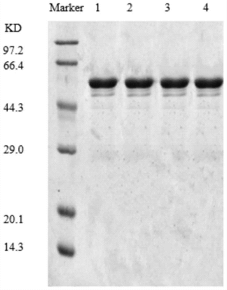 Application of a heat-resistant β-glucosidase and its mutants in the preparation of arctigenin