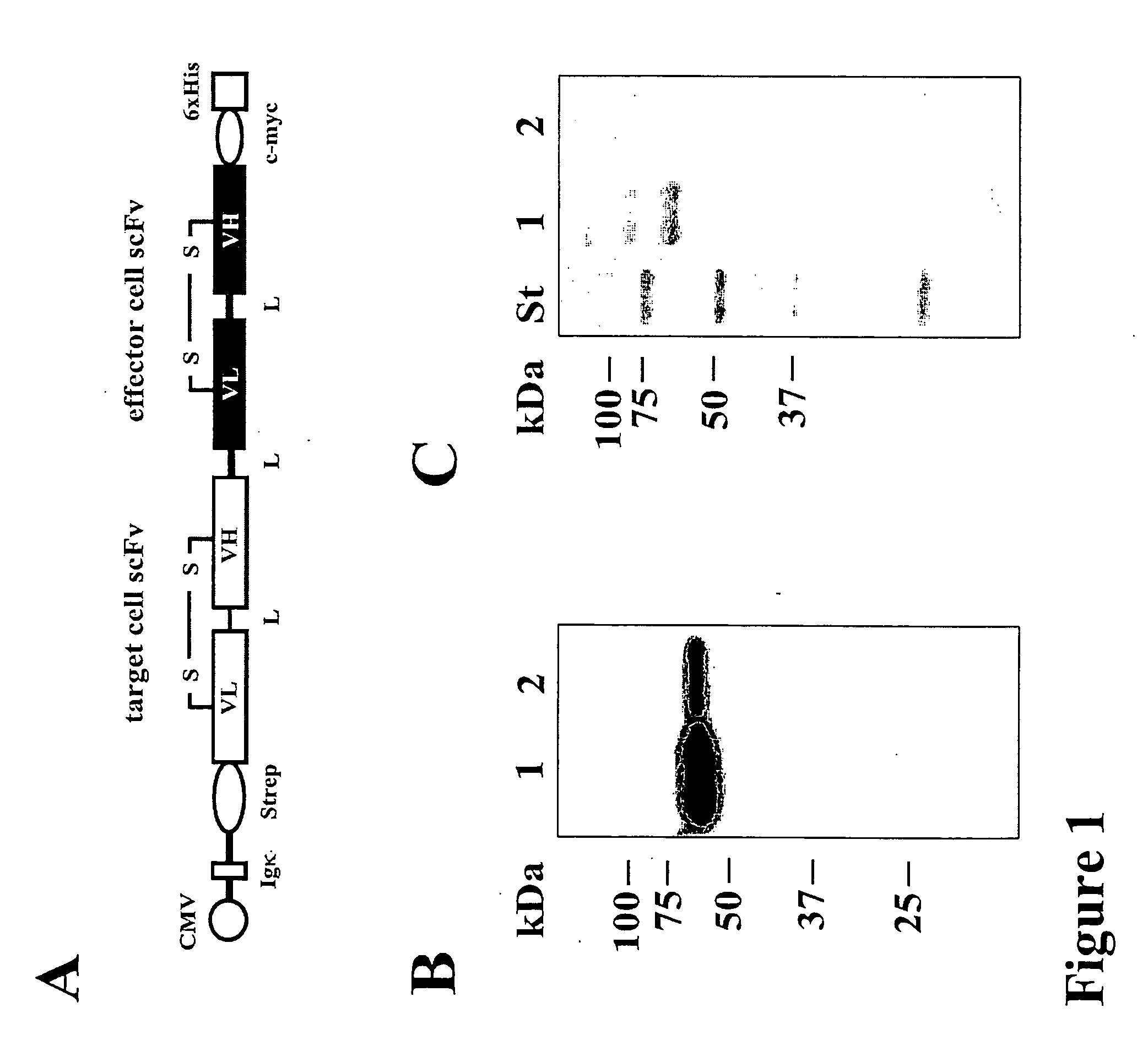 Bispecific antibody devoid of Fc region and method of treatment using same