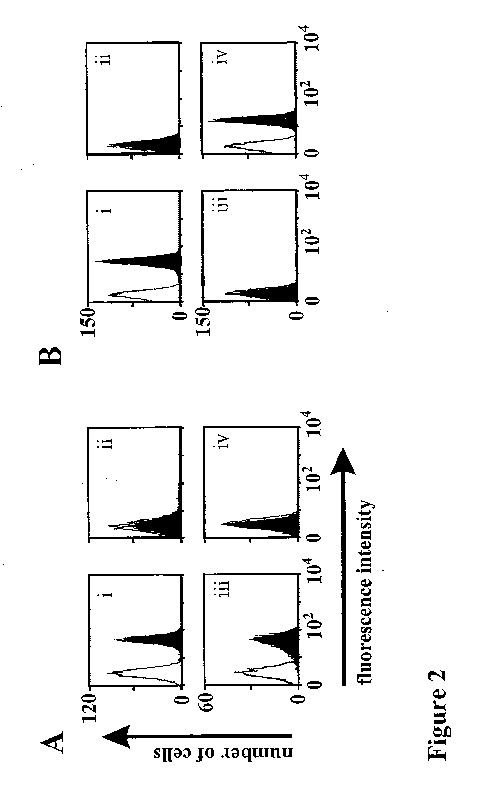 Bispecific antibody devoid of Fc region and method of treatment using same