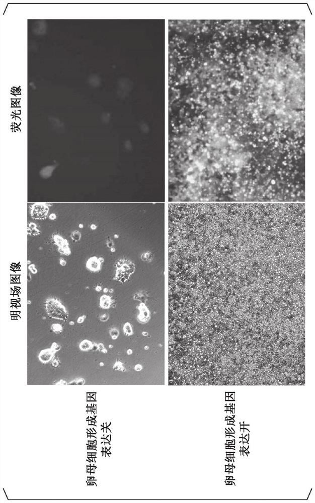 Induction method of immature oocytes and preparation method of mature oocytes