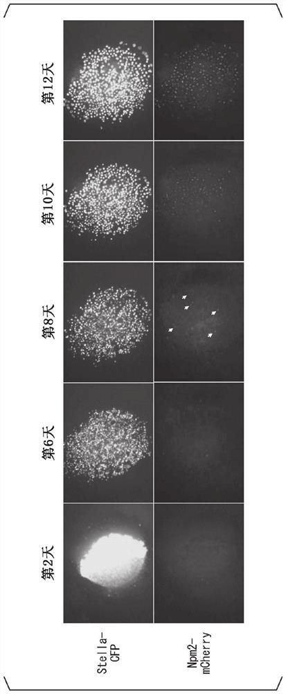 Induction method of immature oocytes and preparation method of mature oocytes