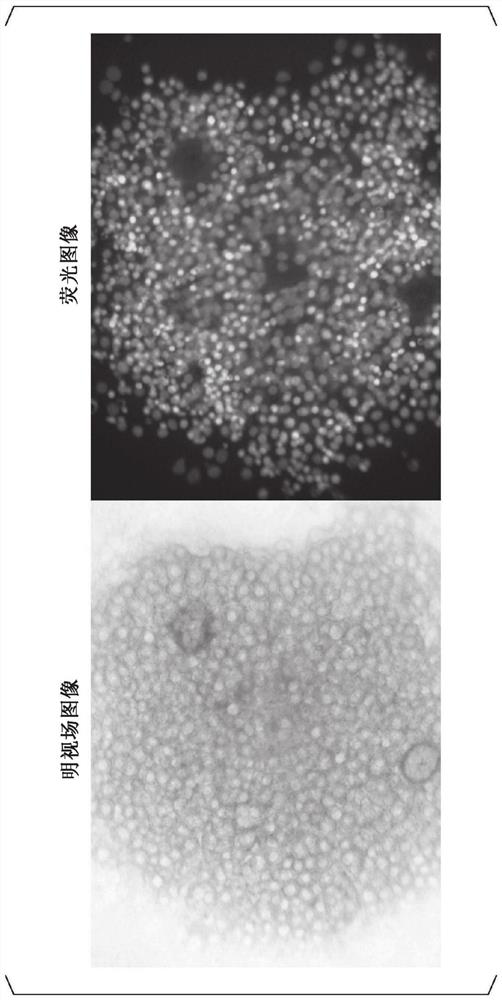 Induction method of immature oocytes and preparation method of mature oocytes
