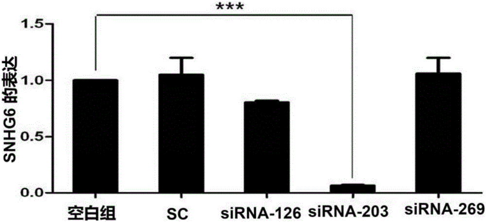 SiRNA-203 for inhibiting expression of long non-coding RNA SNHG6 and proliferation of hepatoma cells and application thereof