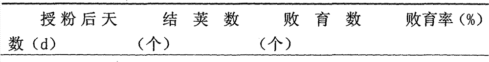 Method for achieving isolated embryos through radish and turnip intergeneric distant hybridization