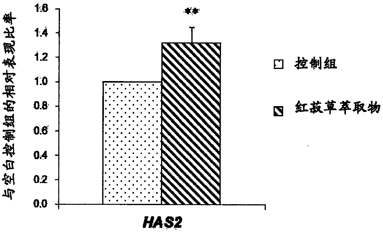 Use of red juniper grass extract for improving gene expression of hyaluronic acid synthase