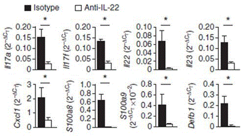 Humanized interleukin-22-resistant genetically engineered antibody and application thereof