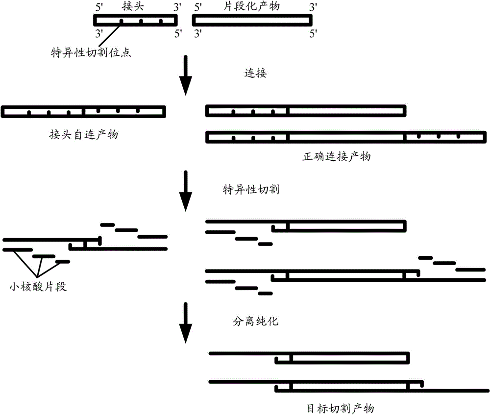 Splice and sequencing library construction method