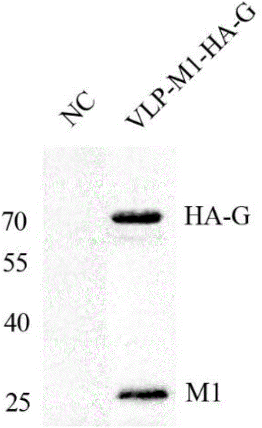 SVCV (Spring viraemia of carp) resisting VLPs (virus-like particles), vaccine and preparation method thereof